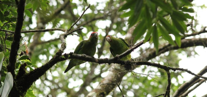 Dupla-de-Cuiucuiu--Pionopsitta-pileata--Foto-Kleber-Evangelista-Rodrigues