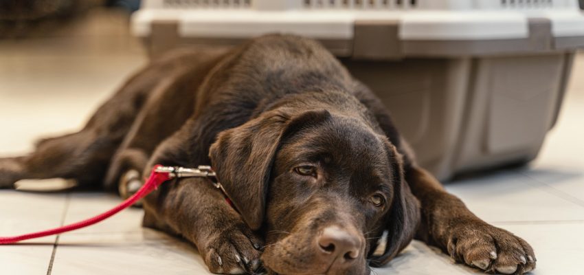 cute-brown-dog-pet-shop